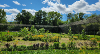 picture of flower garden