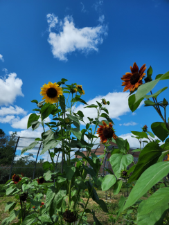 picture of flowers in yard